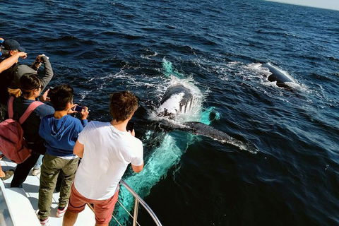 Half-Day Whale Watching And Canal Cruise From Surfers Paradise - Attractions Sydney 2