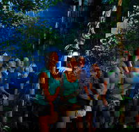 Daintree Rainforest Night Walk from Cape Tribulation - Attractions Sydney