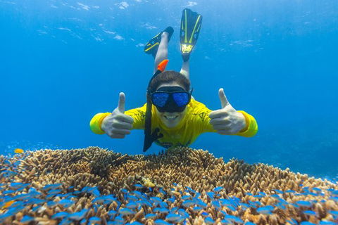 Ocean Safari Great Barrier Reef Experience In Cape Tribulation - Attractions Sydney 5