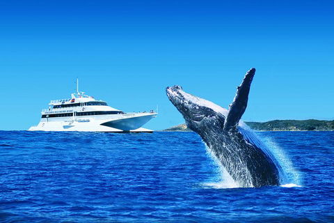 Tangalooma Island Resort Classic Whale Watching Day Cruise - Attractions Sydney 0