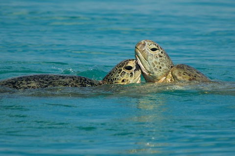 Great Sandy Marine Park Turtle Discovery And Cultural Eco Tour - Attractions Sydney 7