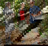 Mossman Gorge Dreamtime Walk and Low Isles Snorkeling and Sailing Cruise - Attractions Sydney