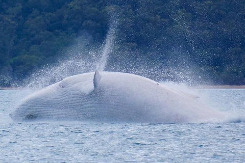 Whitsundays Whale Watching Cruise From Airlie Beach - Attractions Sydney 1