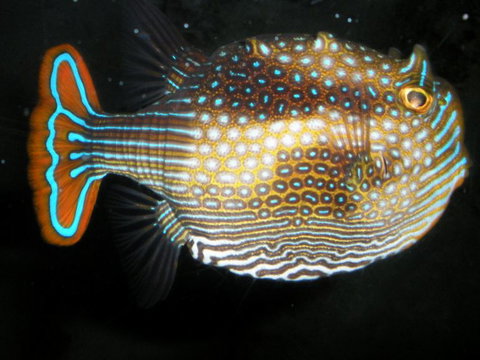 Quicksilver Outer Great Barrier Reef Snorkel Cruise From Port Douglas - Attractions Sydney 3