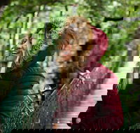 O'Reilly's  Lamington National Park incl. Alpaca Farm  Vineyard