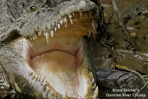 1-Hour Daintree River Wildlife Cruise - Attractions Sydney 1