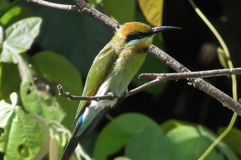 1-Hour Daintree River Wildlife Cruise - Attractions Sydney 12