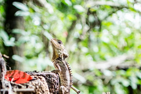 1-Hour Daintree River Wildlife Cruise - Attractions Sydney 8