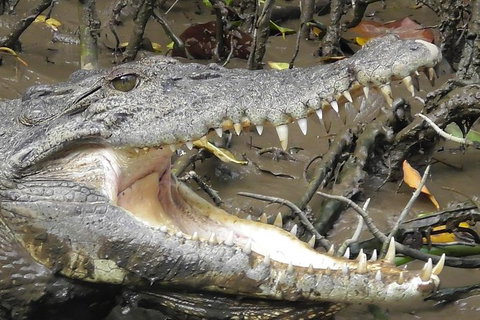 1-Hour Daintree River Wildlife Cruise - Attractions Sydney 4