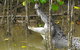 1-Hour Daintree River Wildlife Cruise - thumb 2