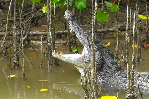 1-Hour Daintree River Wildlife Cruise - Attractions Sydney 2