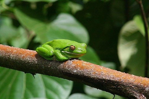 1-Hour Daintree River Wildlife Cruise - Attractions Sydney 10