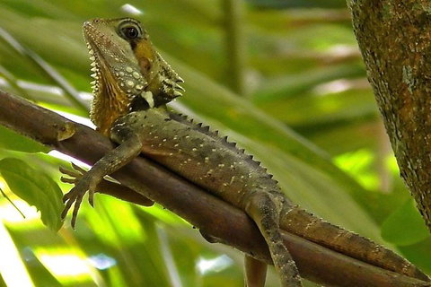 1-Hour Daintree River Wildlife Cruise - Attractions Sydney 7
