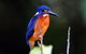 1-Hour Daintree River Wildlife Cruise - thumb 6