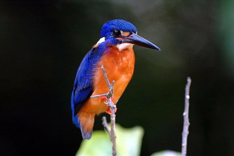 1-Hour Daintree River Wildlife Cruise - Attractions Sydney 6