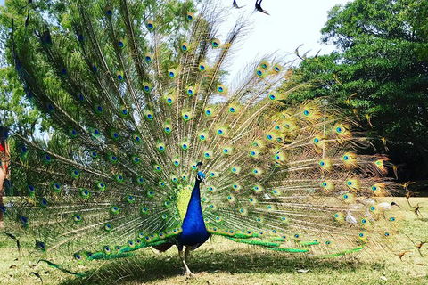 Surfers Paradise Stand Up Paddle Tour - Attractions Sydney 7