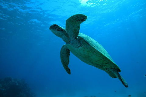 Great Barrier Reef Dive And Snorkel Cruise From Mission Beach - Attractions Sydney 7