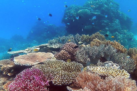 Great Barrier Reef Dive And Snorkel Cruise From Mission Beach - Attractions Sydney 4