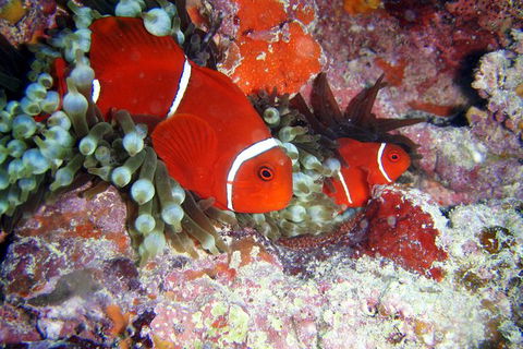 Great Barrier Reef Dive And Snorkel Cruise From Mission Beach - Attractions Sydney 6