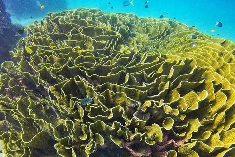 Great Barrier Reef Dive And Snorkel Cruise From Mission Beach - Attractions Sydney 5