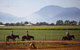 Blazing Saddles Horse Riding - thumb 7