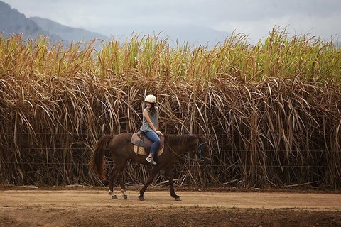 Blazing Saddles Horse Riding - Attractions Sydney 10