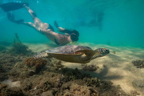 Half Day Low Isles Snorkelling Tour From Port Douglas - Attractions Sydney 6