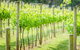 Deluxe Winery Tour To Tamborine Mountain, Includes Gourmet Two Course Lunch - thumb 15