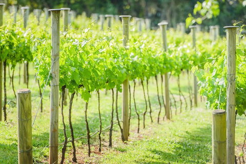 Deluxe Winery Tour To Tamborine Mountain, Includes Gourmet Two Course Lunch - Attractions Sydney 15