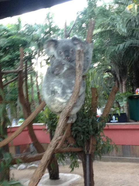 Hartley's Crocodile Adventures Day Trip From Cairns - Attractions Sydney 7