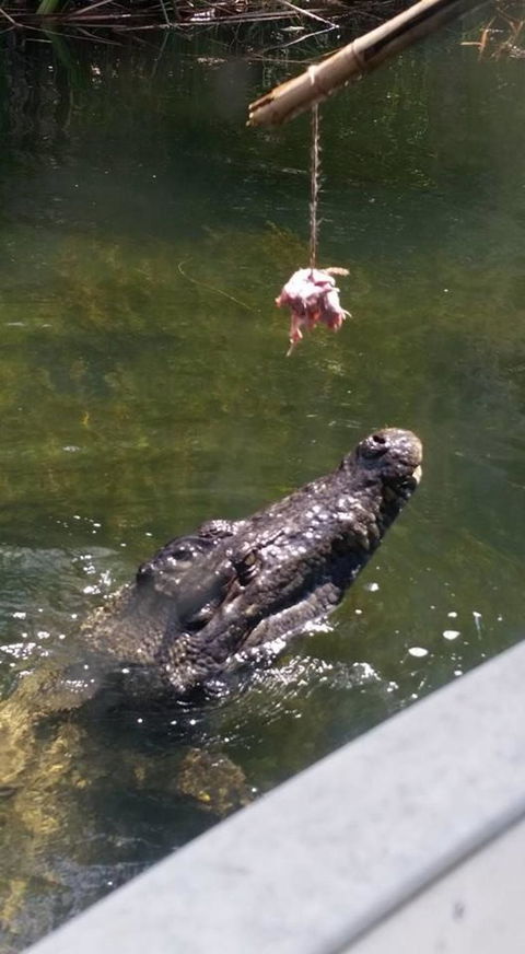 Hartley's Crocodile Adventures Day Trip From Cairns - Attractions Sydney 11