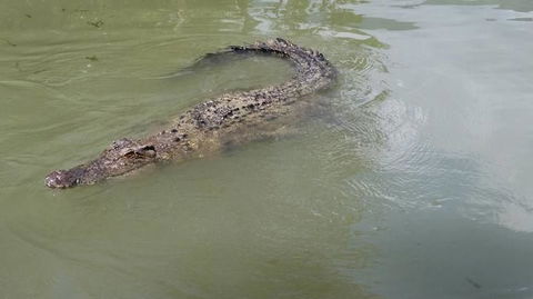 Hartley's Crocodile Adventures Day Trip From Cairns - Attractions Sydney 10