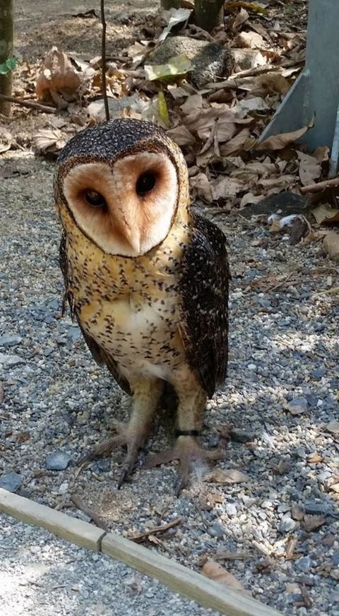 Hartley's Crocodile Adventures Day Trip From Cairns - Attractions Sydney 9