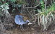 Daintree River Cruise - thumb 4