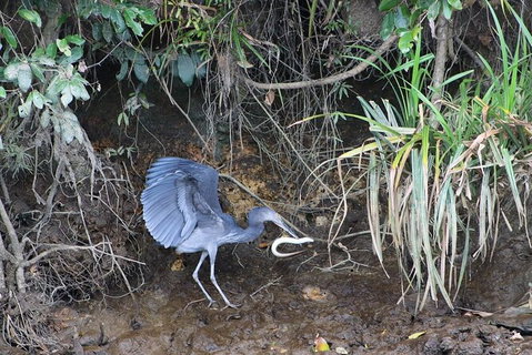 Daintree River Cruise - Attractions Sydney 4