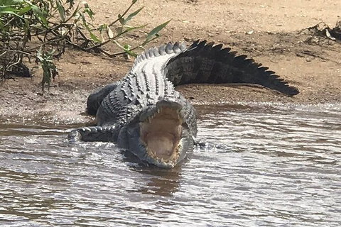 Daintree River Cruise - Attractions Sydney 5
