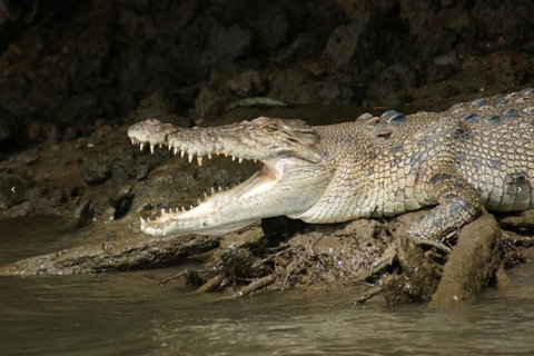 Daintree River Cruise - Attractions Sydney 3
