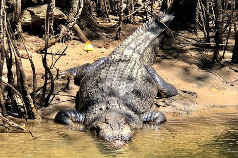 Daintree River Cruise - Attractions Sydney 9