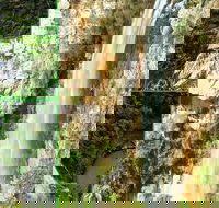 Rainforest  Waterfalls Extravaganza