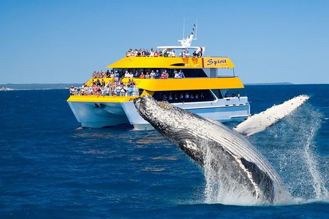 Spirit Of Hervey Bay Whale Watching Cruise - Attractions Sydney 0