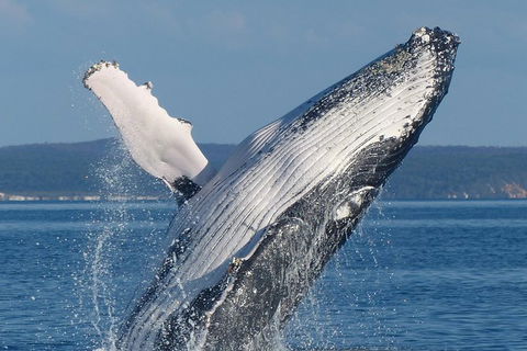Spirit Of Hervey Bay Whale Watching Cruise - Attractions Sydney 1
