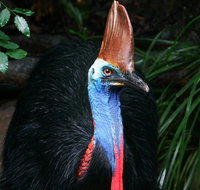 Wildlife Habitat Port Douglas - Attractions Sydney