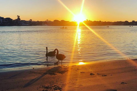 Surfers Paradise Sunset Kayak Tour - Attractions Sydney 9