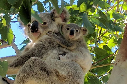 Magnetic Island Tour: Maggie Comprehensive - Attractions Sydney 4