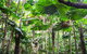 Cape Tribulation, Daintree Rainforest And Wildlife Tour - thumb 0
