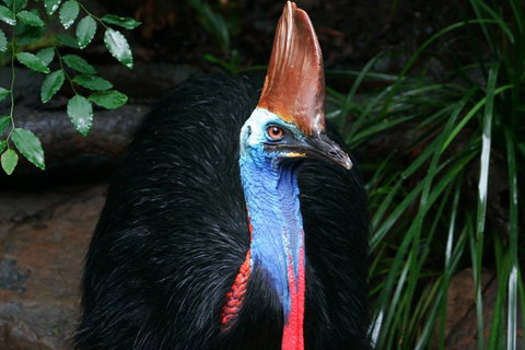 Cape Tribulation, Daintree Rainforest And Wildlife Tour - Attractions Sydney 1