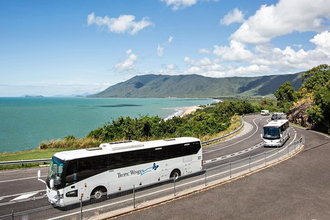 Cape Tribulation, Daintree Rainforest And Wildlife Tour - Attractions Sydney 3