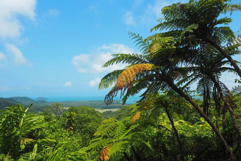 Cape Tribulation, Daintree Rainforest And Wildlife Tour - Attractions Sydney 5