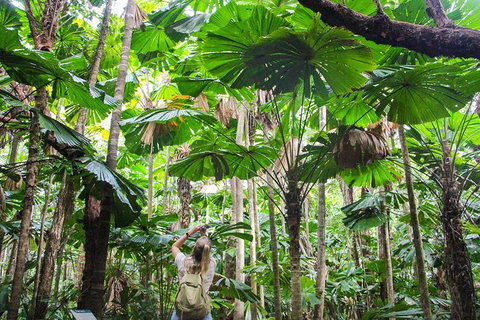Cape Tribulation, Daintree Rainforest And Wildlife Tour - Attractions Sydney 2
