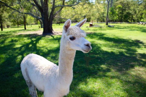 Half Day Animal Tour - Attractions Sydney 0